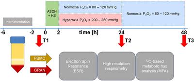 13C-Metabolic flux analysis detected a hyperoxemia-induced reduction of tricarboxylic acid cycle metabolism in granulocytes during two models of porcine acute subdural hematoma and hemorrhagic shock